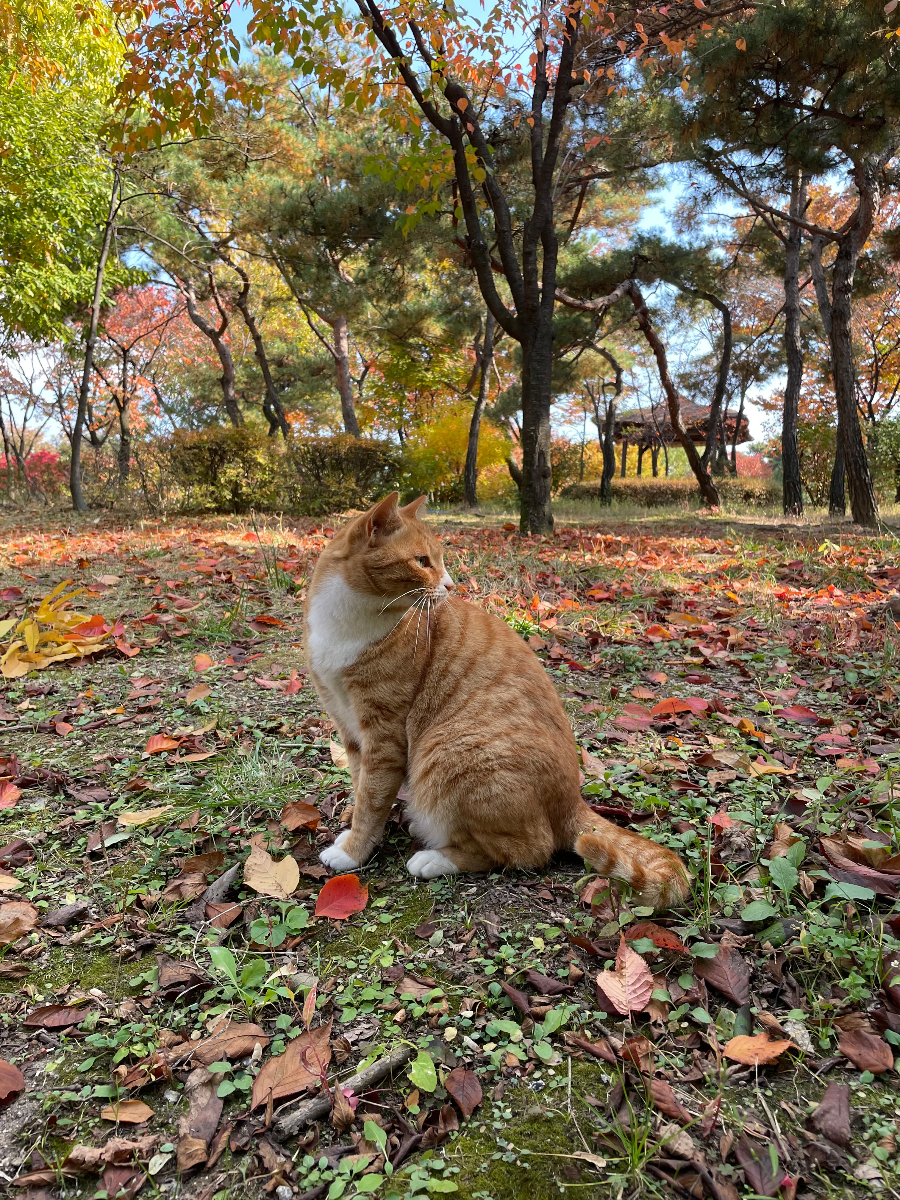 Cat in the Forest