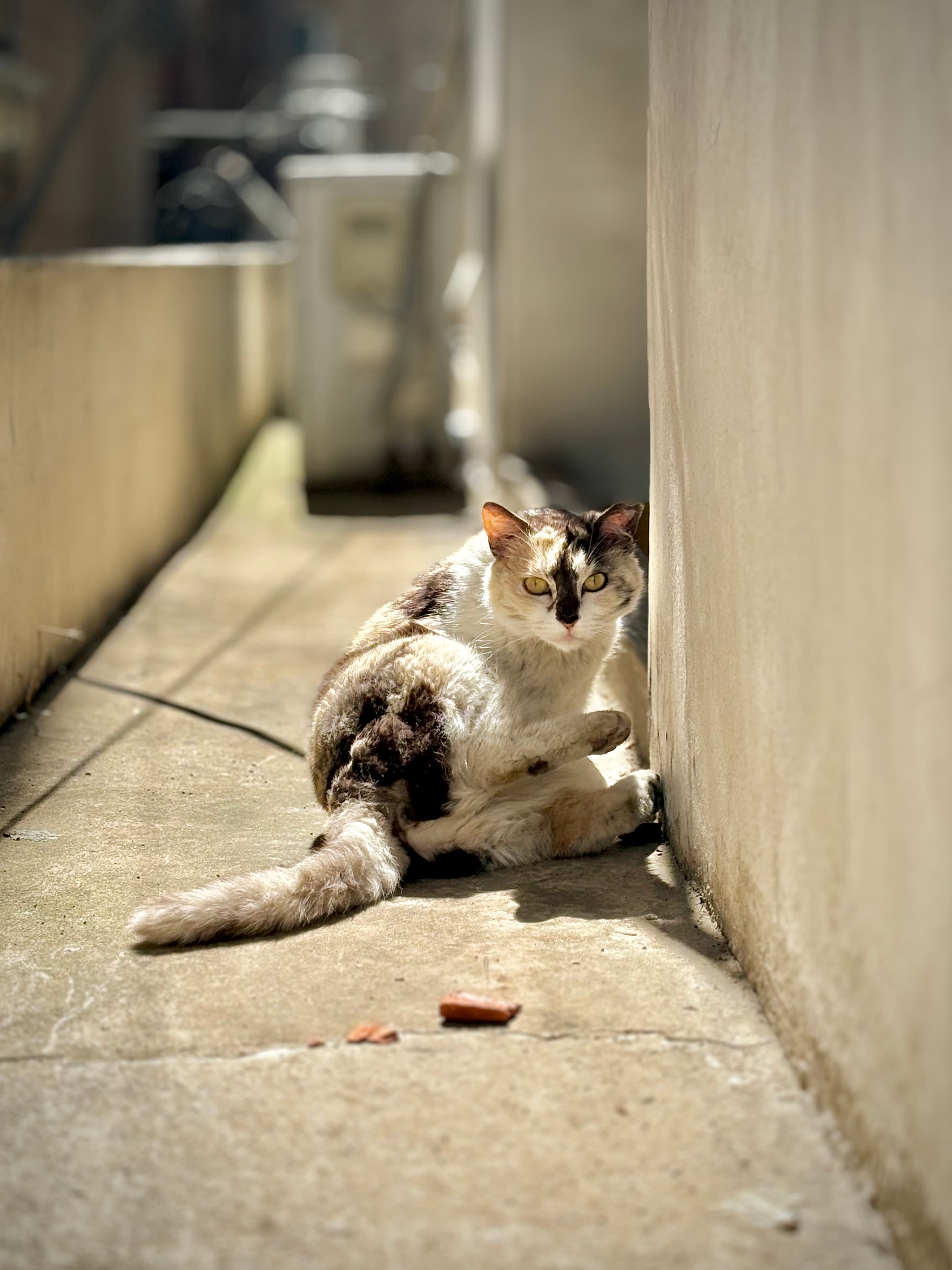 Cat
