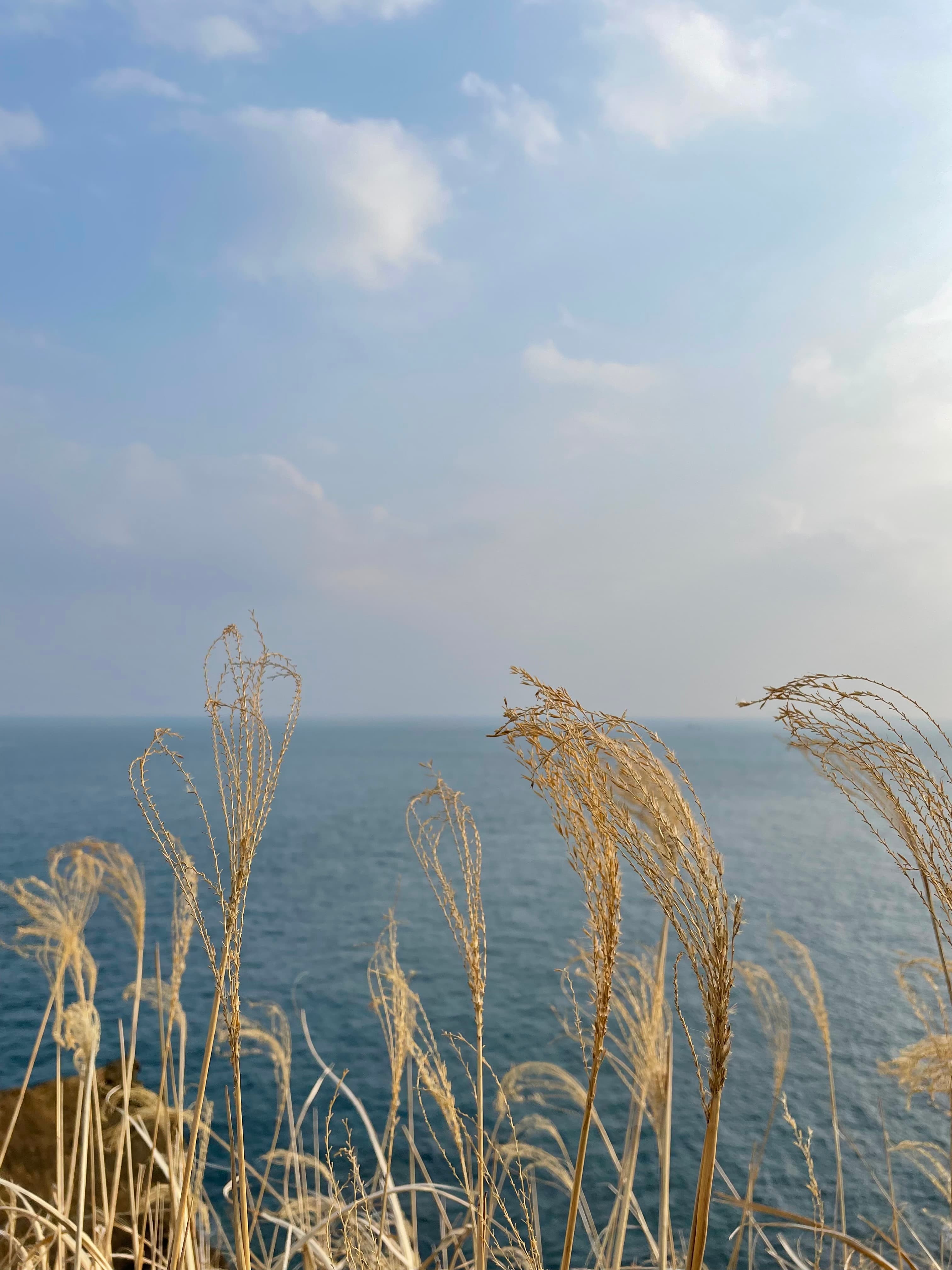 Reed Ocean