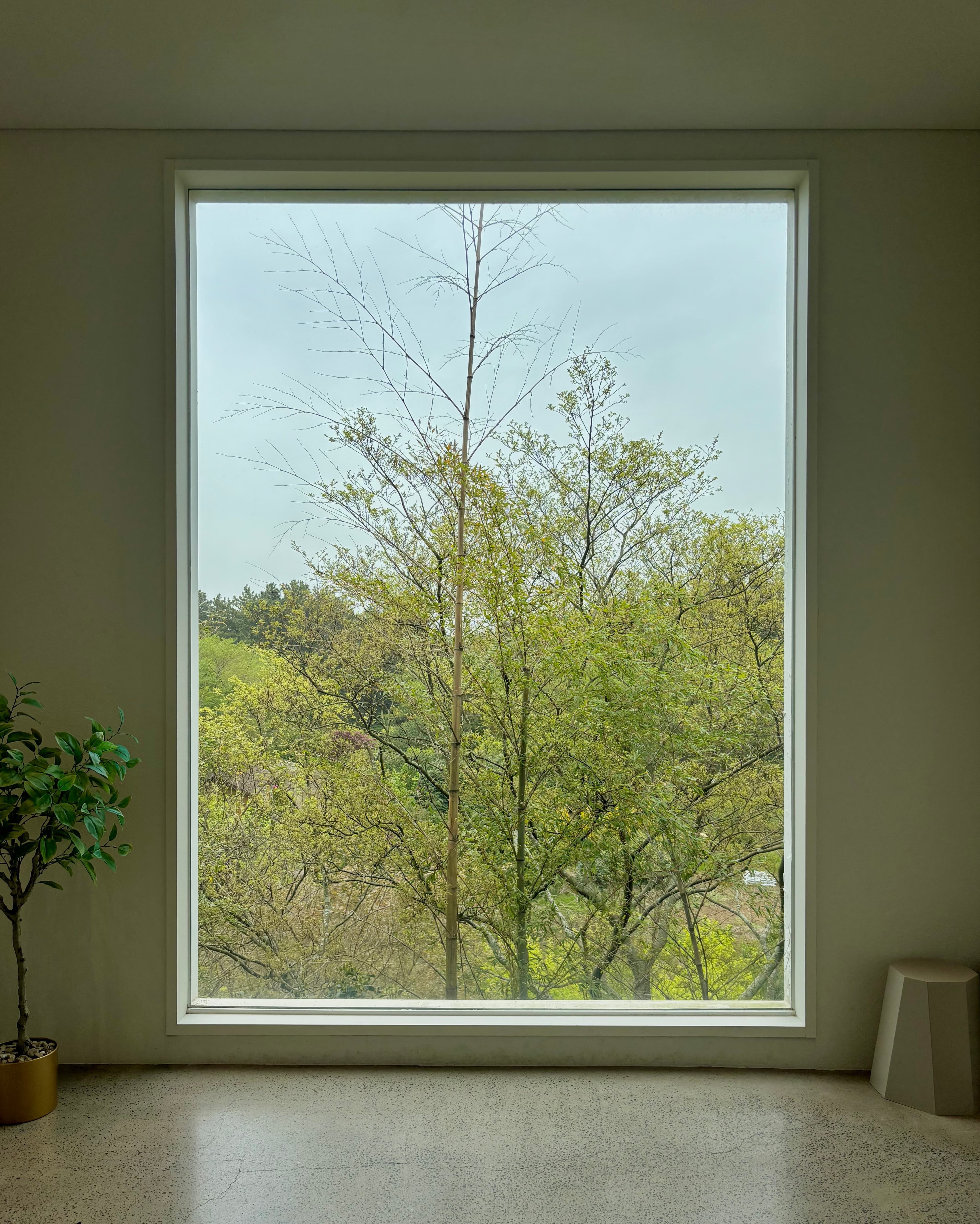 Window